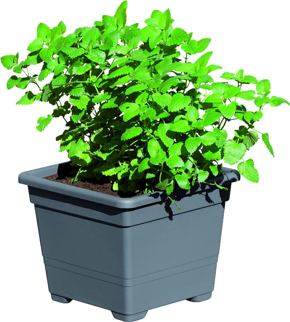 DANIELA Pflanzkasteneinsatz